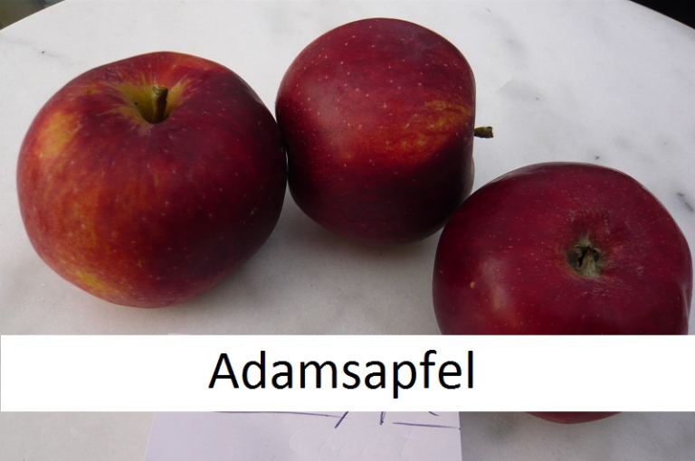 adamsapfel - Baumschule Hager